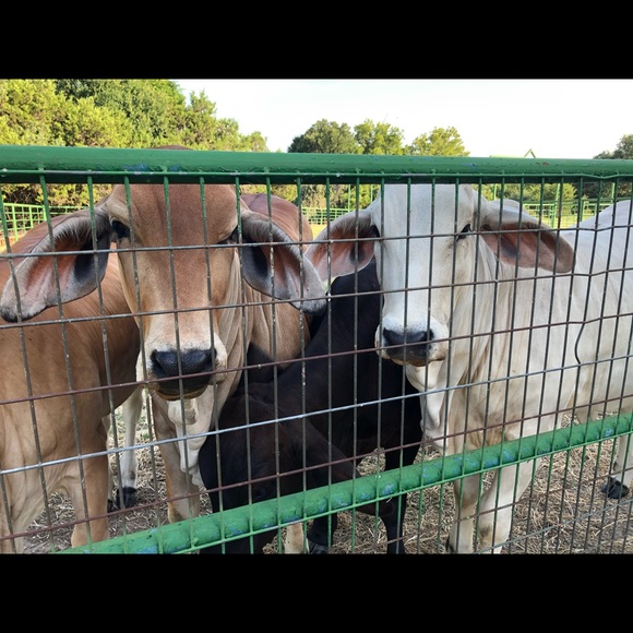 Meet your Posher, S - Picture 8 of 8